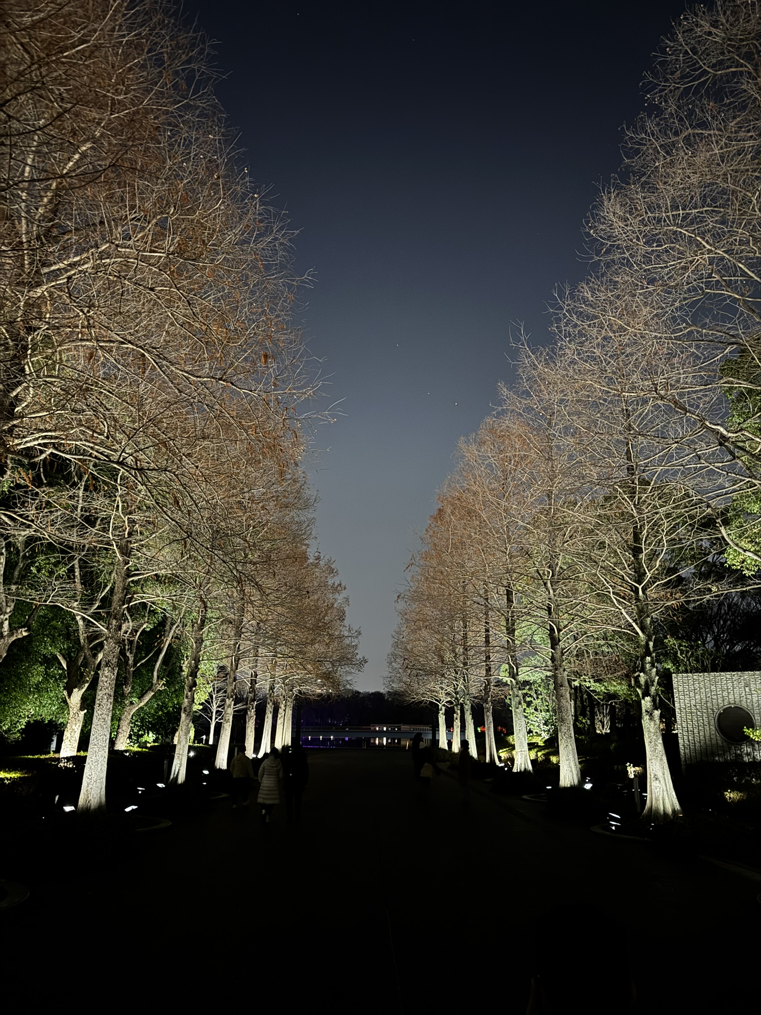 Illuminated tree-lined night path at Osaka Botanic Garden