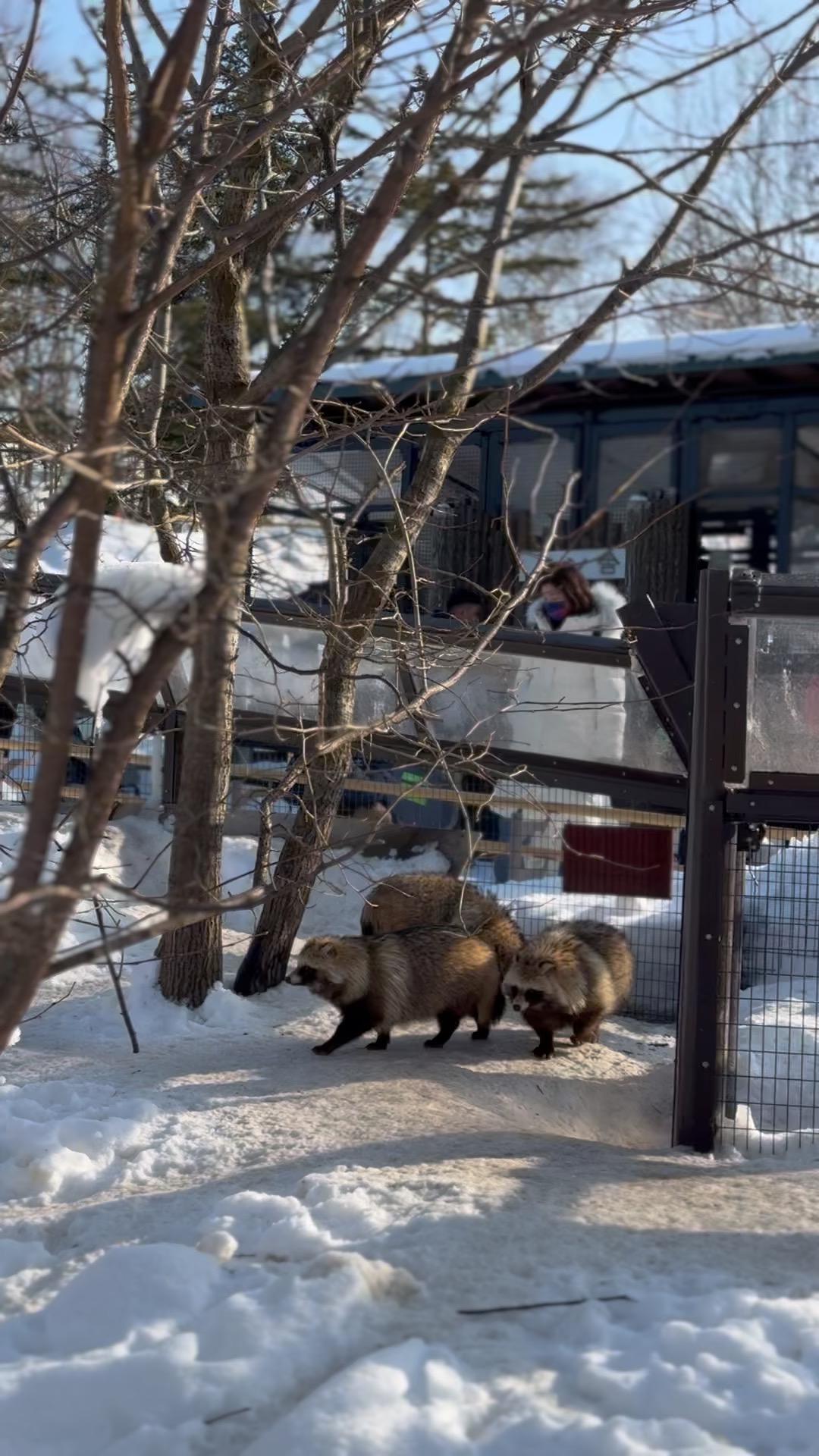 Tanuki walking together in a snowy zoo enclosure