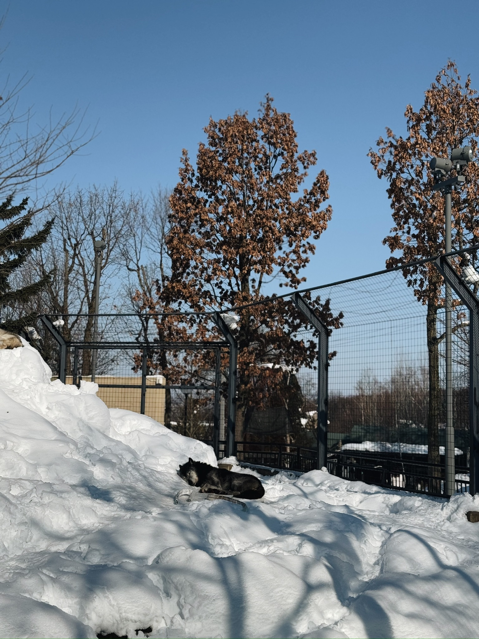Wolf resting in the snow at Asahiyama Zoo