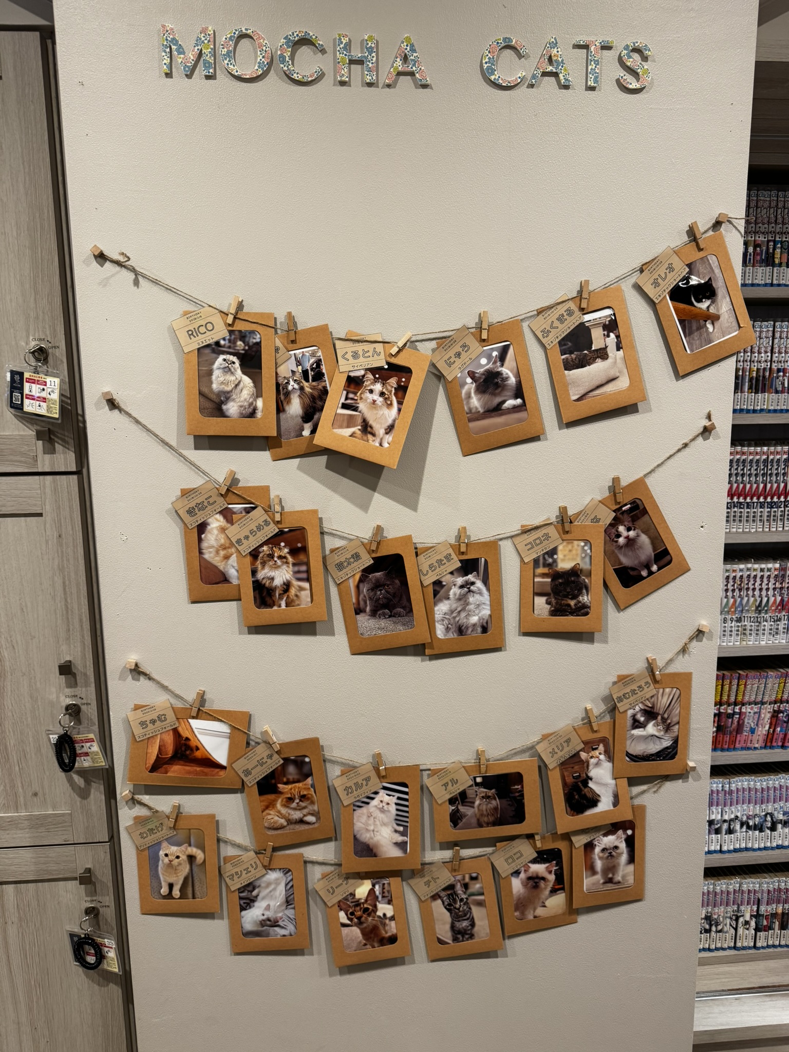 MOCHA Cats profile wall with cat photos and names
