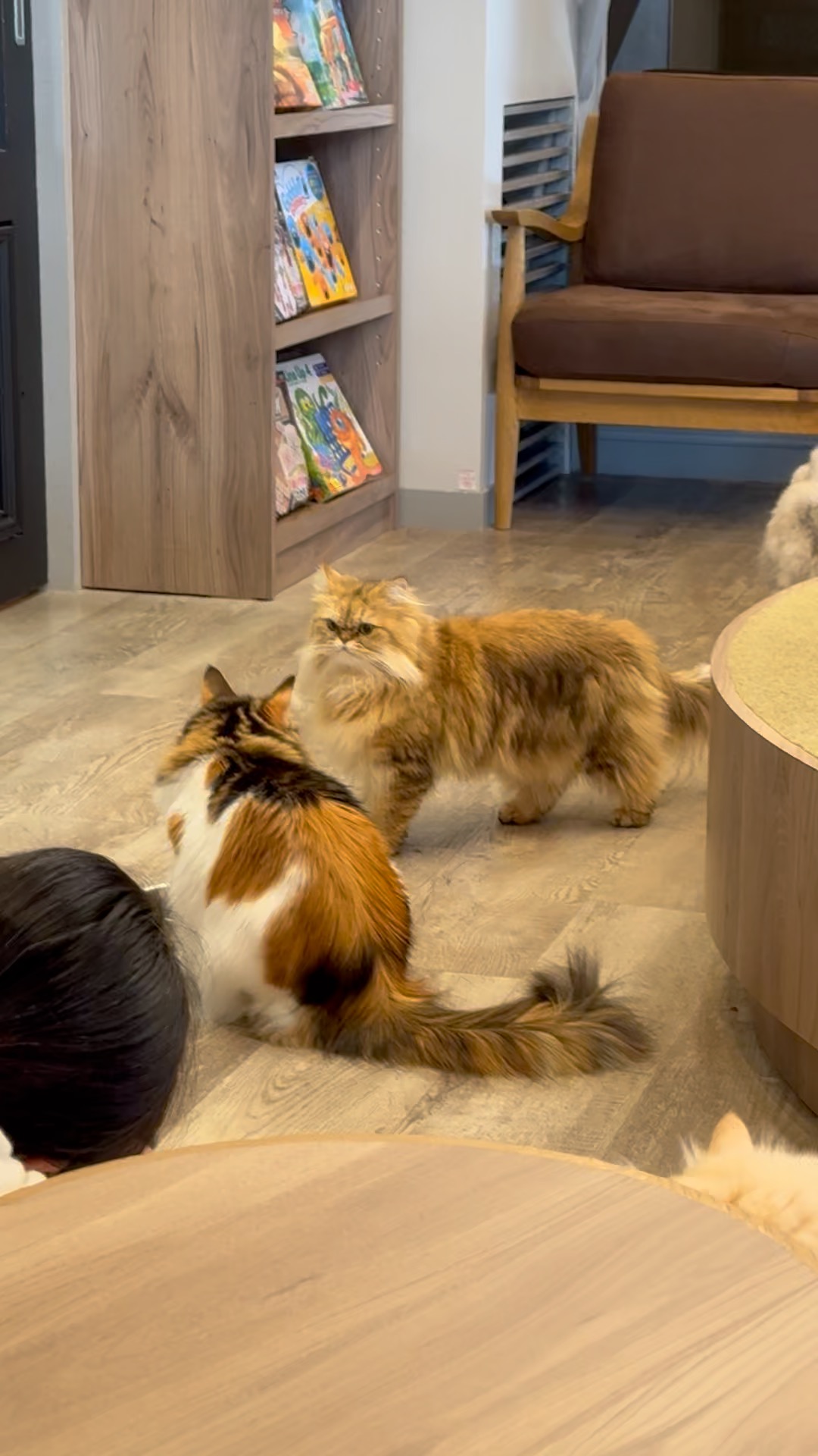 Two long-haired cats relaxing on the lounge floor