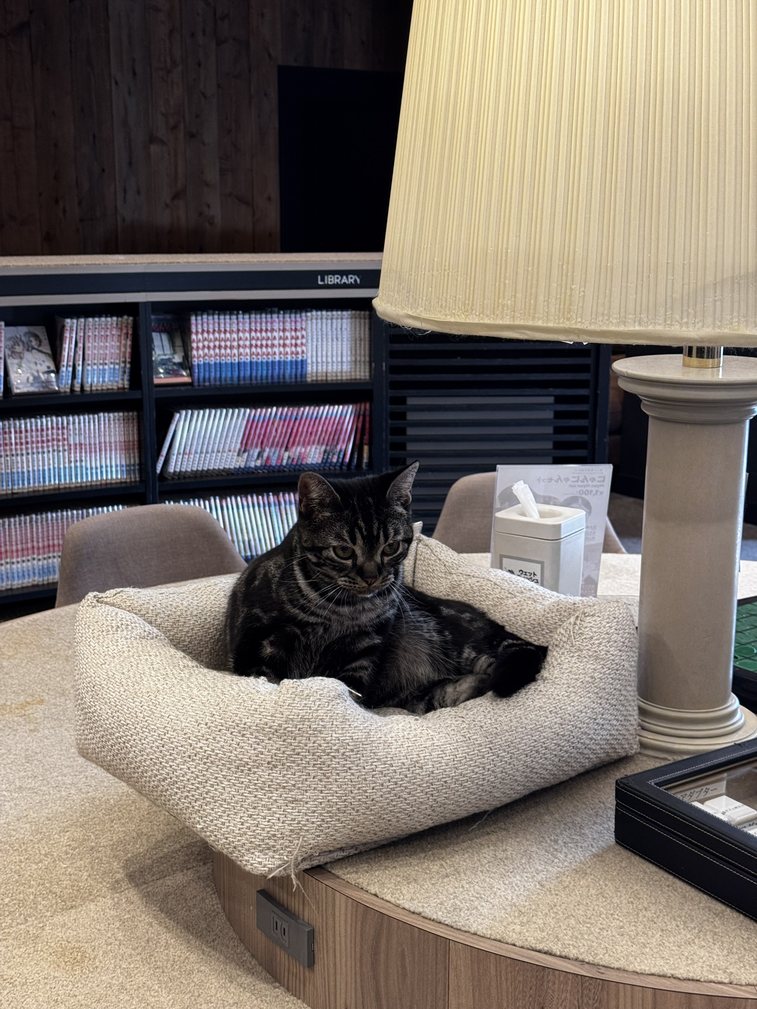 A cat resting in a bed beside the lounge library shelves